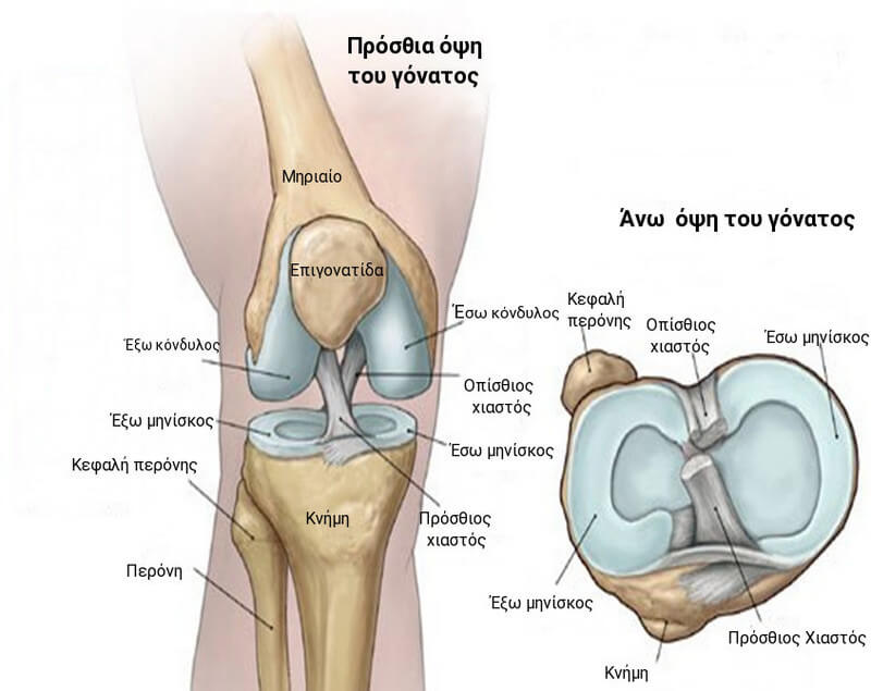 Εικόνα 1: Φυσιολογική ανατομία γόνατος